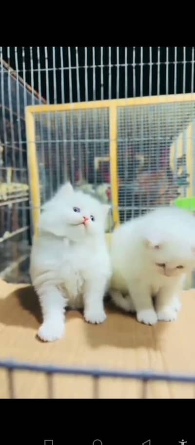 Persian cat for sale male or female my WhatsApp number