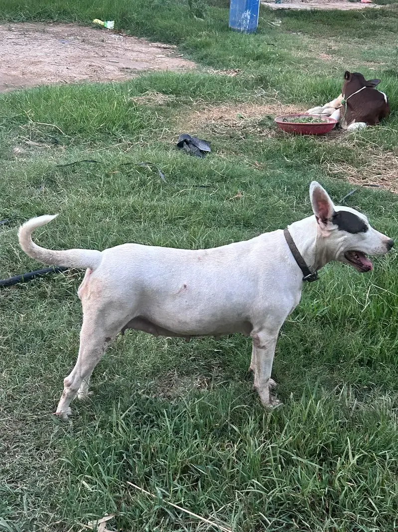 female — photo 3
