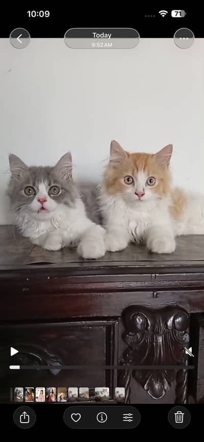 6 months kitten