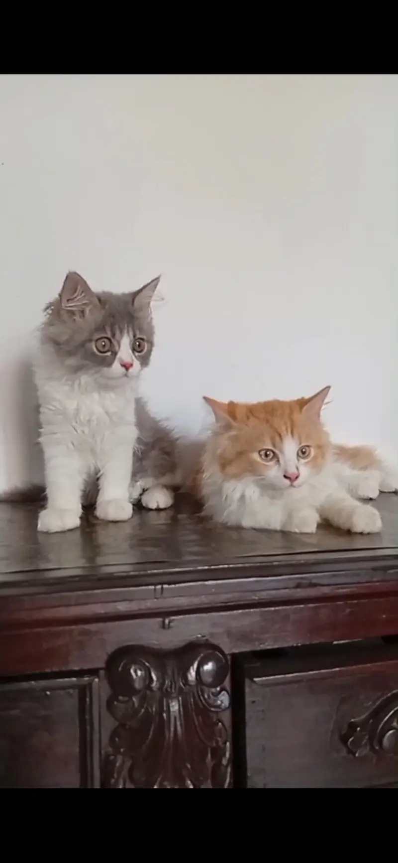 6 months kitten — photo 2
