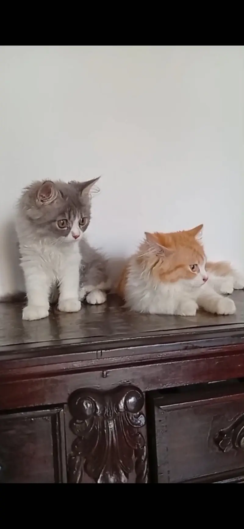 6 months kitten — photo 3