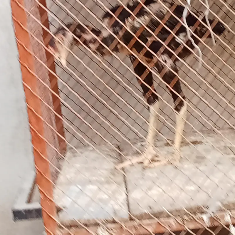 aseel murgha — photo 3
