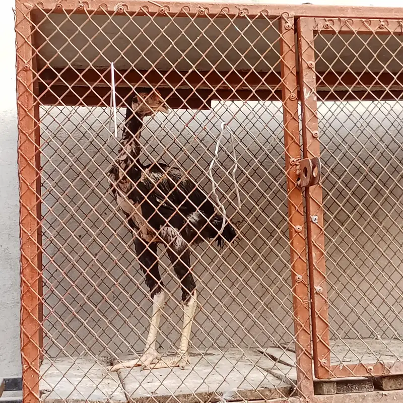 aseel murgha — photo 5