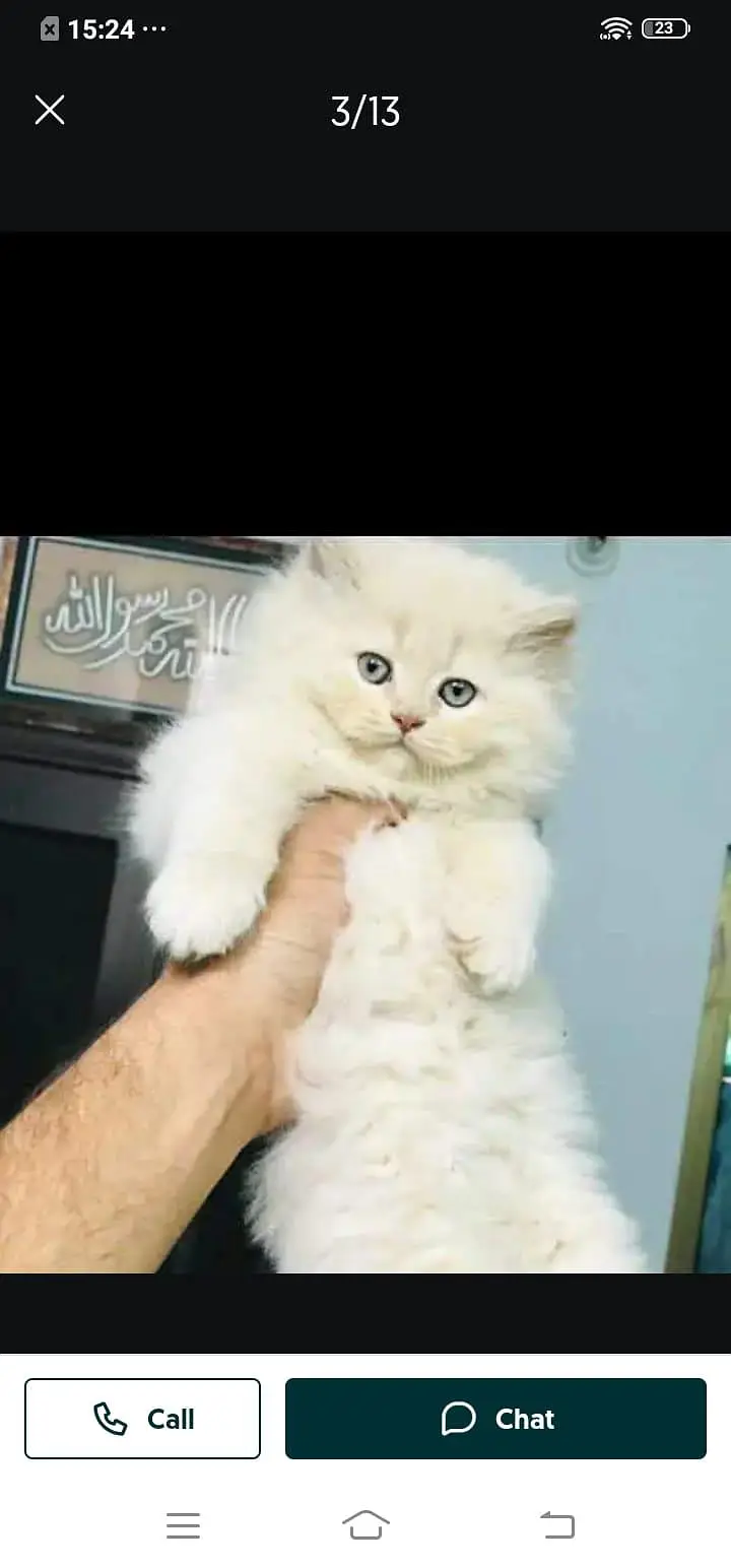 Persian cat for sale male or female double doors vaccine clear — photo 2