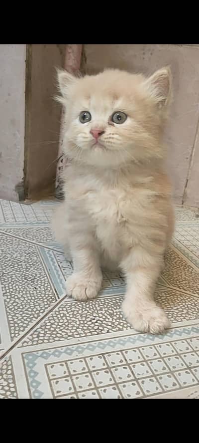 Persian kitten female for sale
