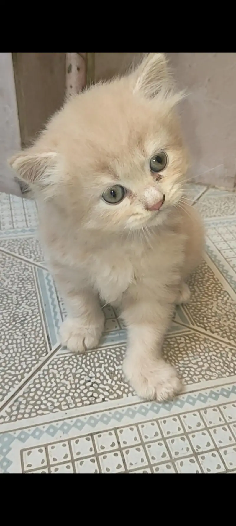 Persian kitten female for sale — photo 2