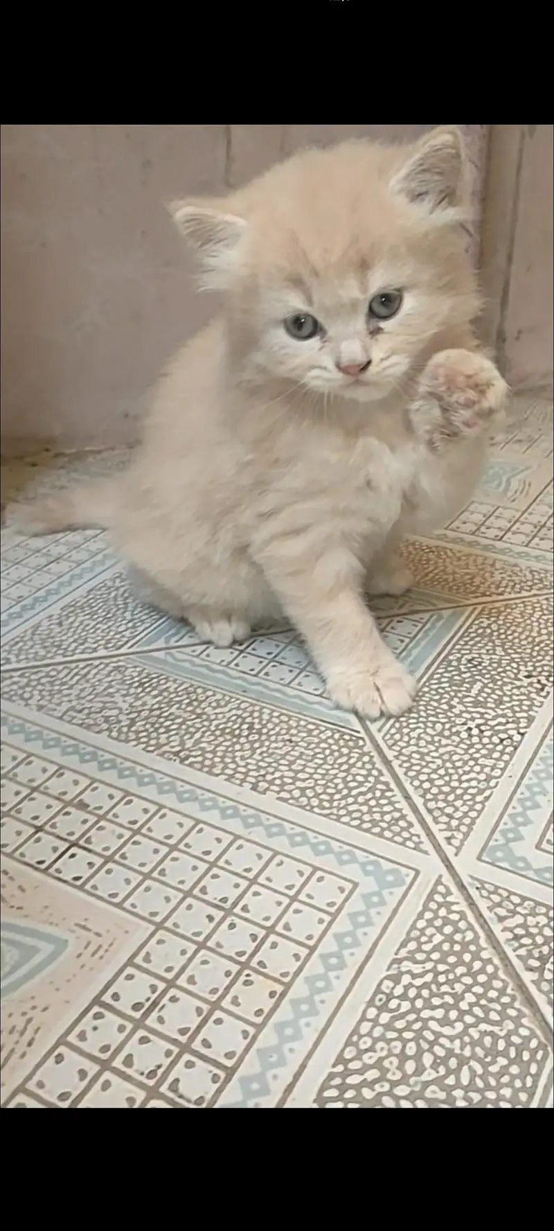 Persian kitten female for sale — photo 3