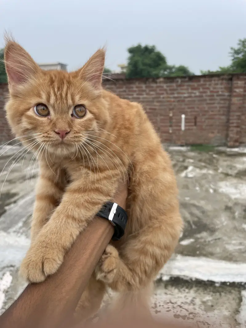 Ginger persian cat — photo 2