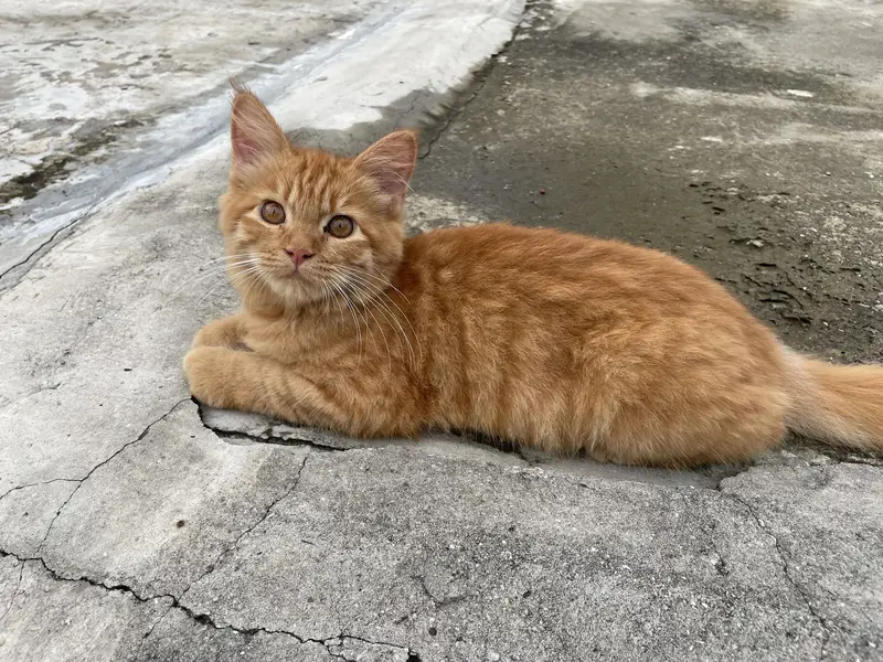 Ginger persian cat — photo 3