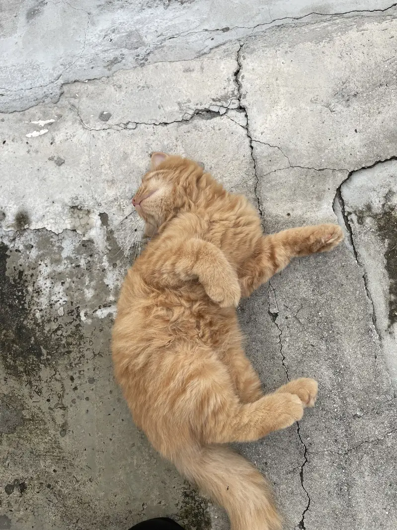 Ginger persian cat — photo 4