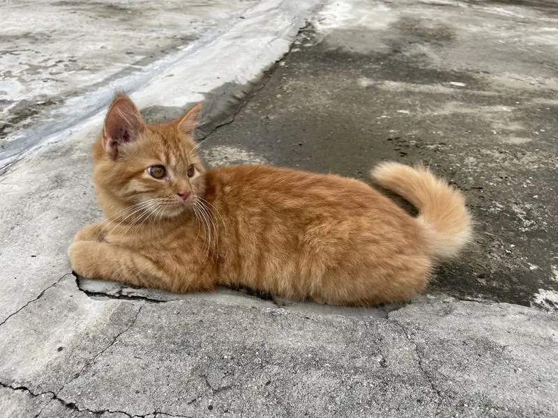 Ginger persian cat — photo 5