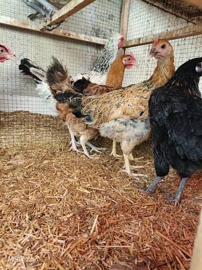 Egg starter hens