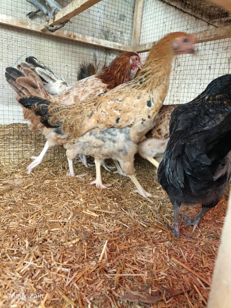 Egg starter hens 1