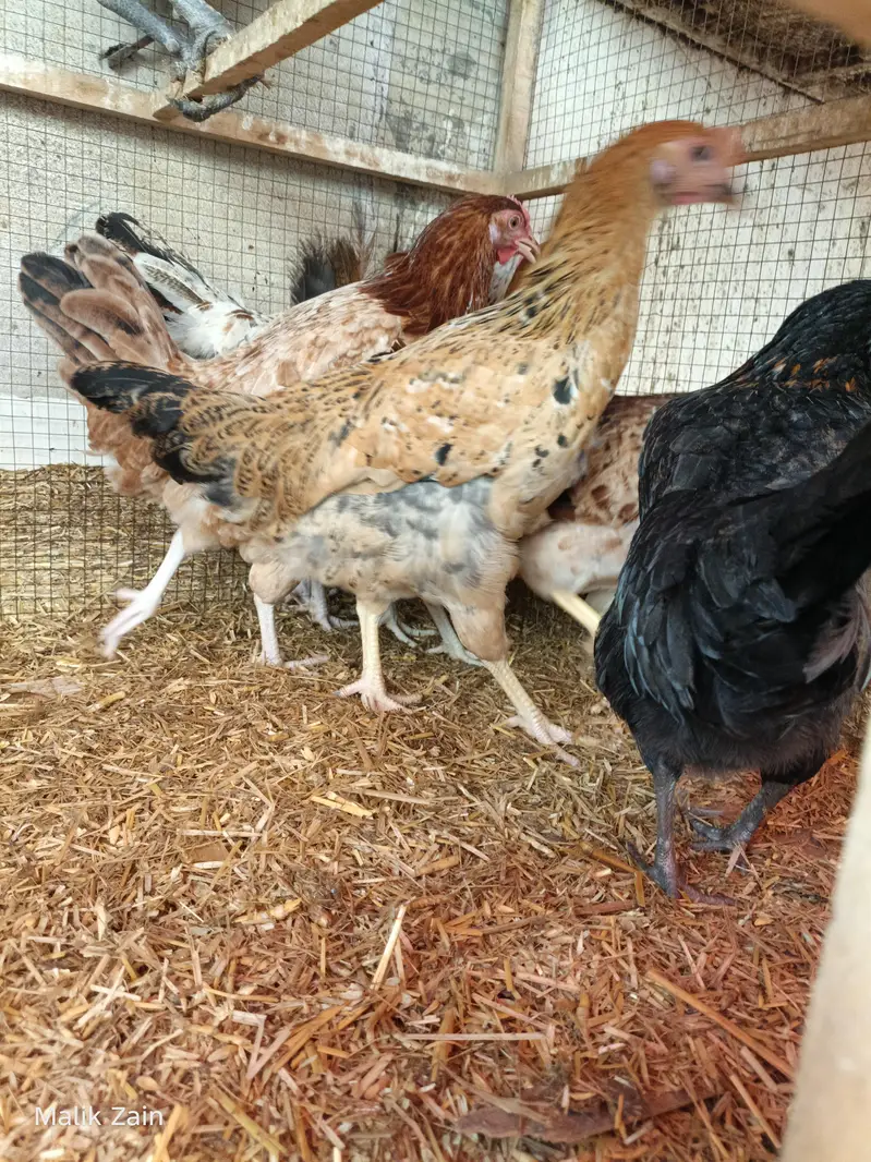 Egg starter hens — photo 2