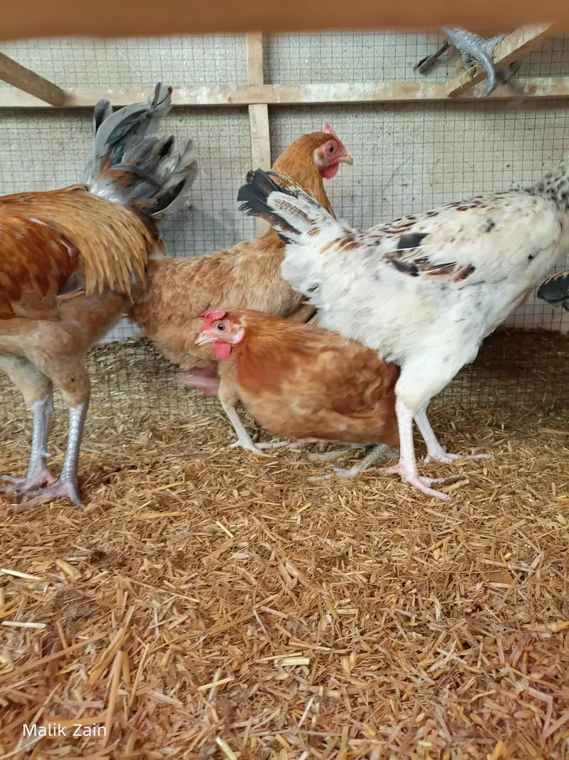 Egg starter hens — photo 3