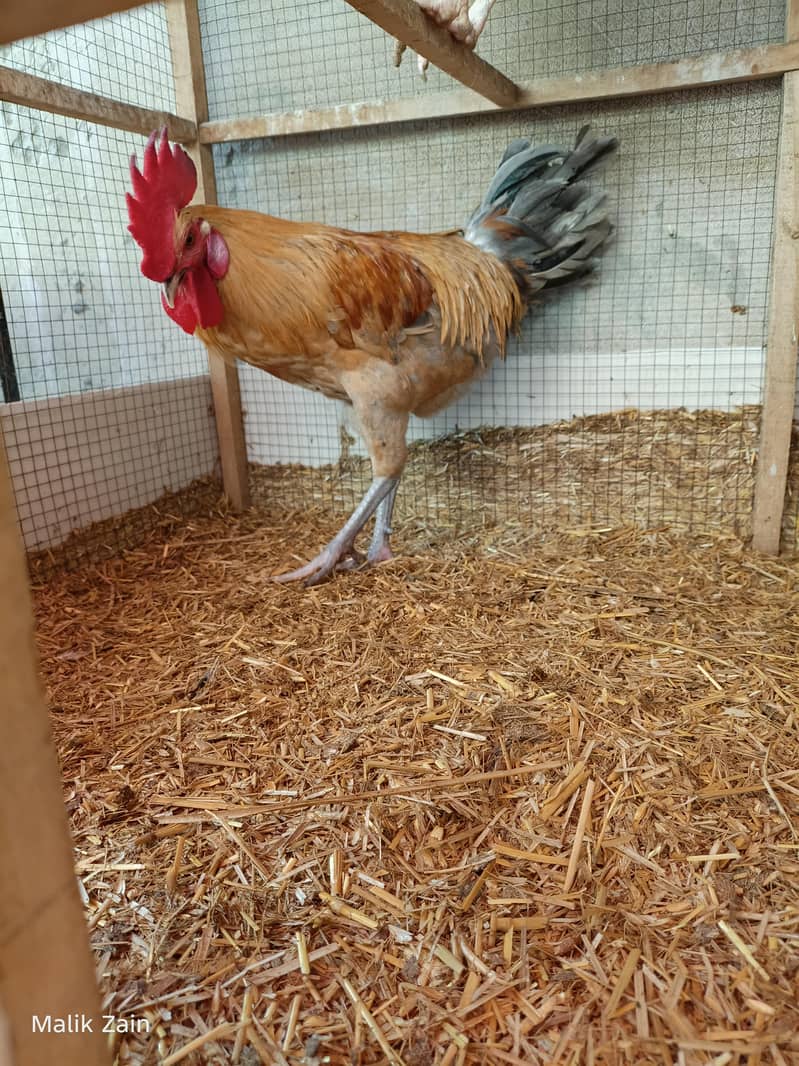 Egg starter hens 3