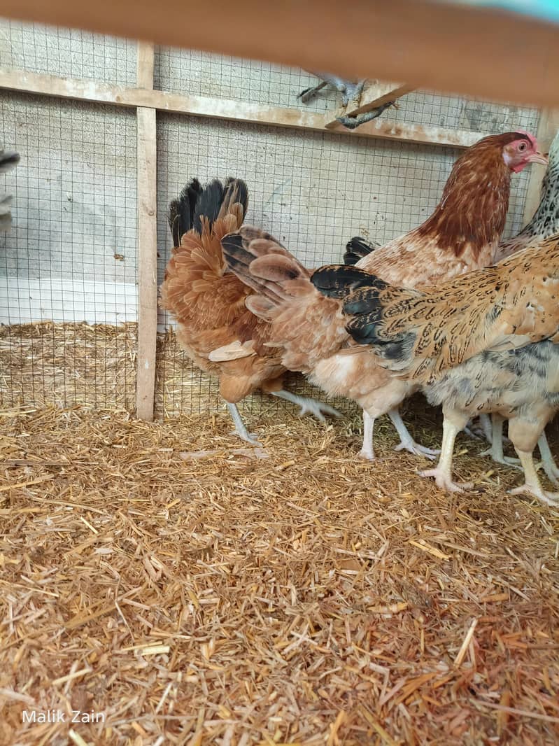 Egg starter hens 4