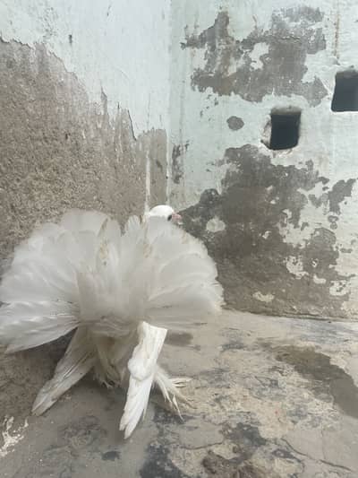 Pigeons beautiful, so nice pure white