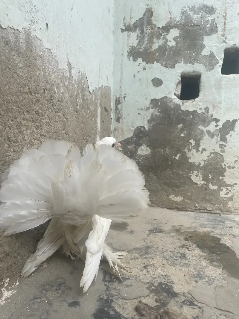 Pigeons beautiful, so nice pure white
