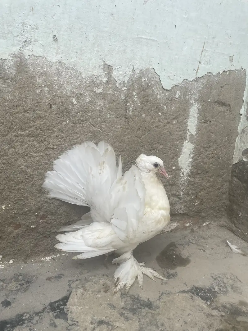 Pigeons beautiful, so nice pure white — photo 2