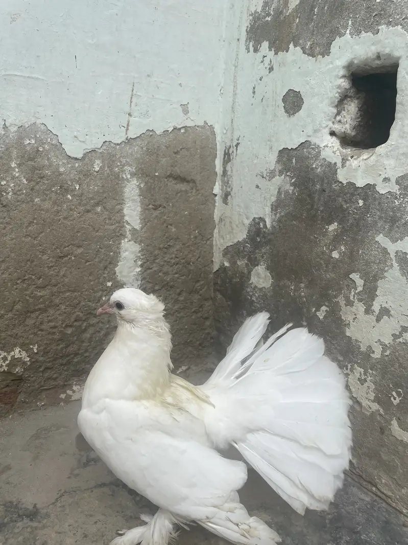 Pigeons beautiful, so nice pure white — photo 3