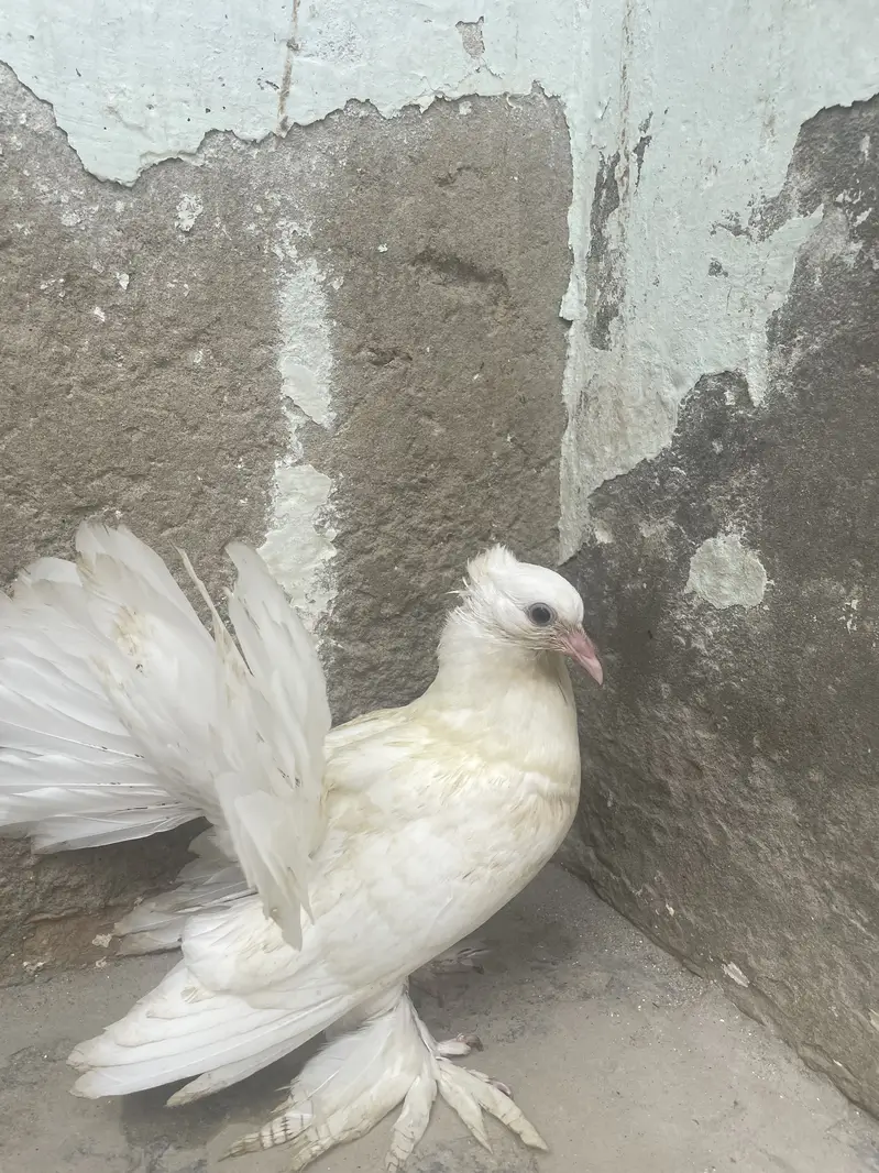 Pigeons beautiful, so nice pure white — photo 4