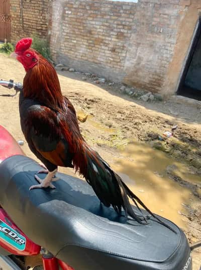 pure mianwali aseel