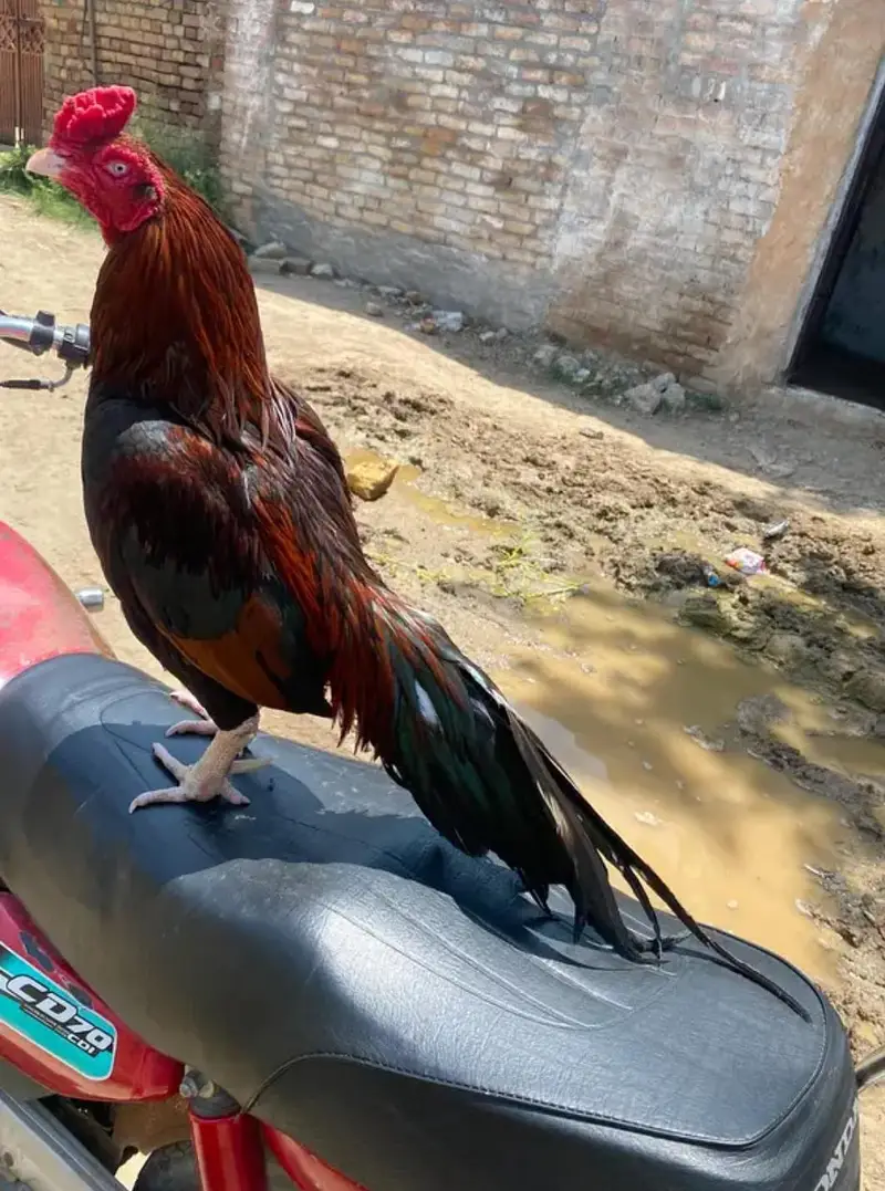 pure mianwali aseel — photo 2
