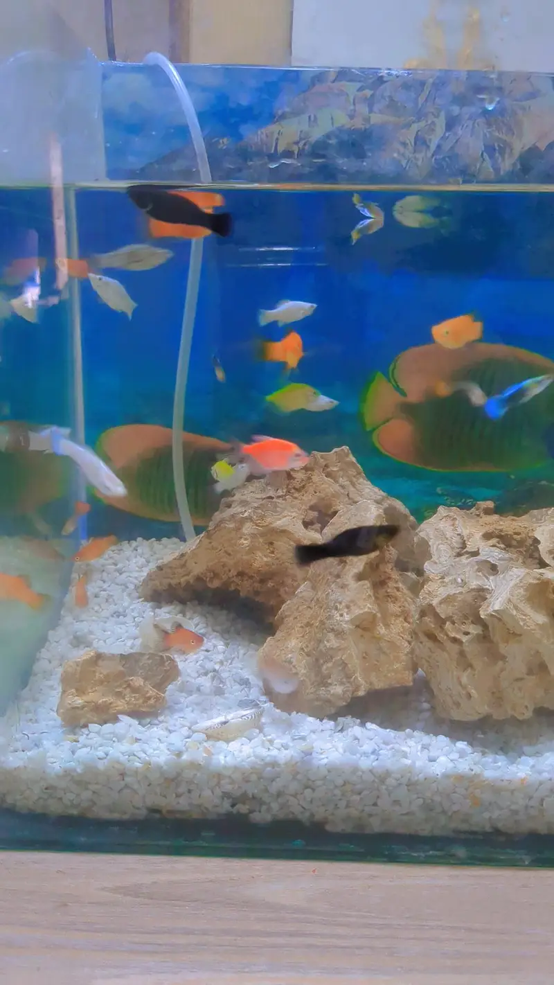 Guppy Molly platy available hai healthy active piece