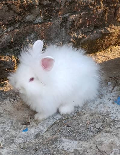 teddy bear draft 2 male for sale
