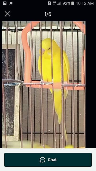 Aatralian or love bird