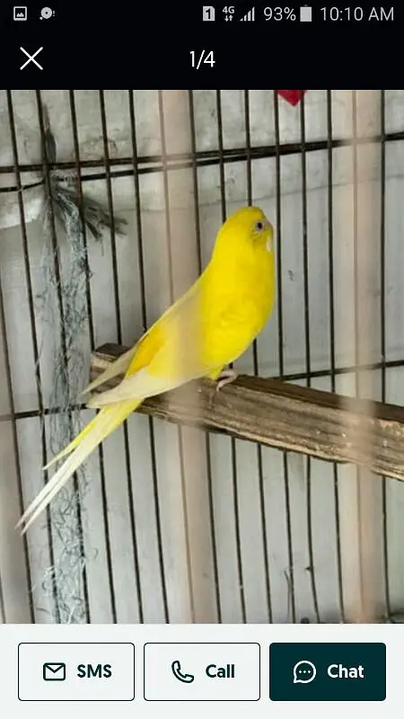 Aatralian or love bird — photo 2