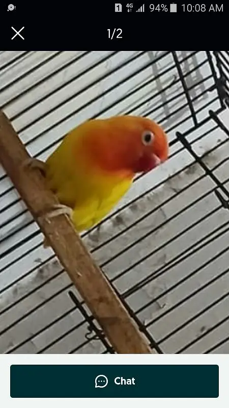 Aatralian or love bird — photo 3