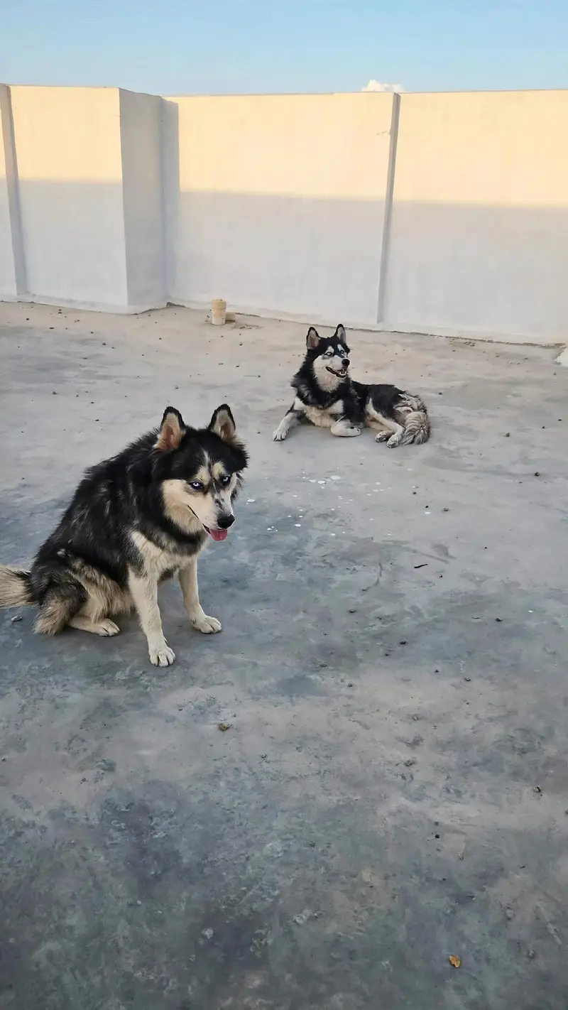 husky pair for sell — photo 2