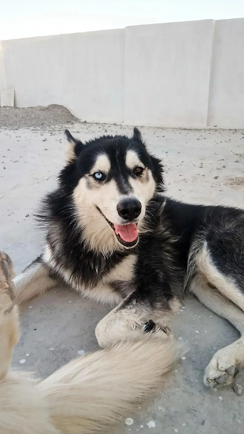 husky pair for sell — photo 3
