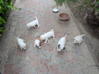 Russian dogs