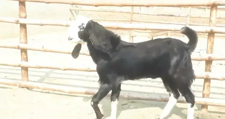 jis bhai ko chahie raabta Karen — photo 3