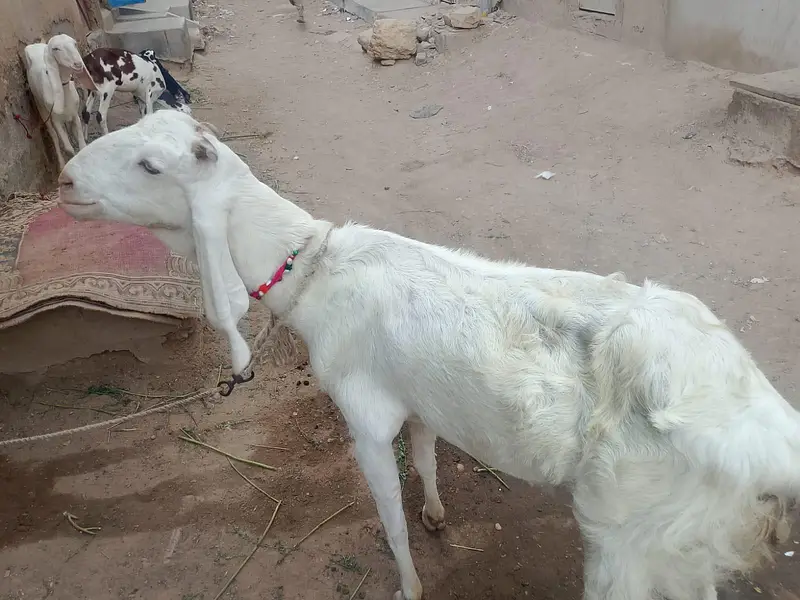 pure gulaabi 4 daant aur 2wali patth hai