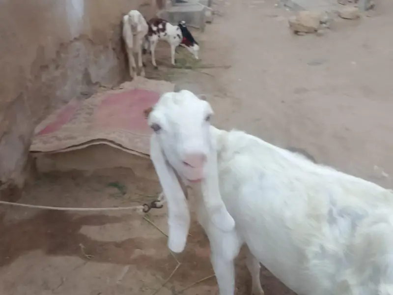 pure gulaabi 4 daant aur 2wali patth hai — photo 2