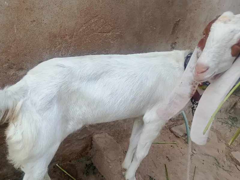 pure gulaabi 4 daant aur 2wali patth hai — photo 3