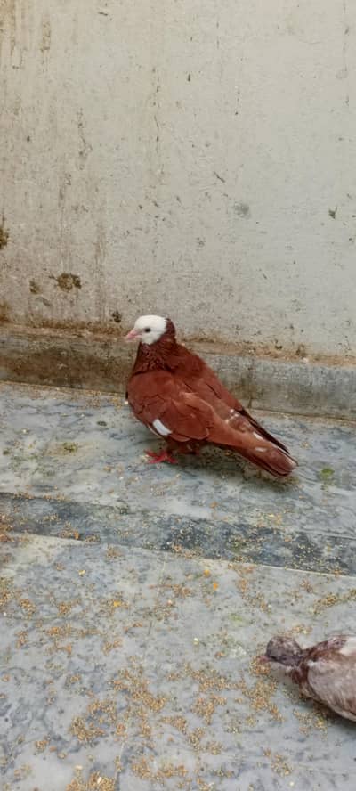 mukhi male for sale