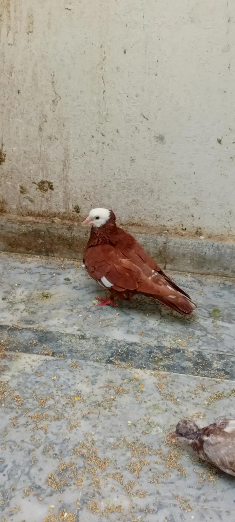 mukhi male for sale