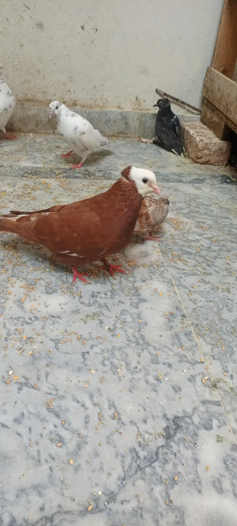 mukhi male for sale — photo 2
