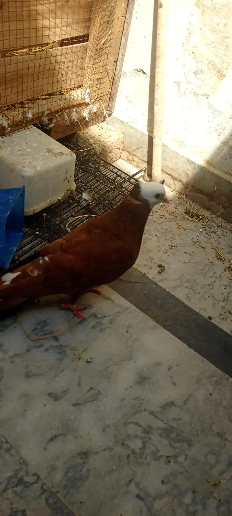 mukhi male for sale — photo 3