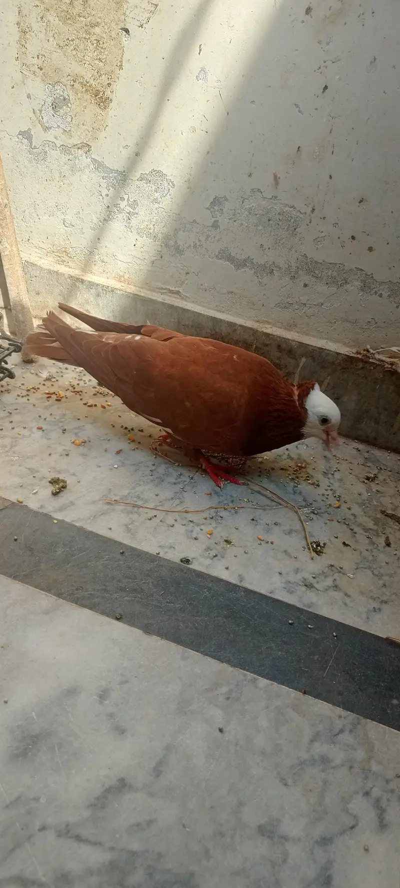 mukhi male for sale — photo 4