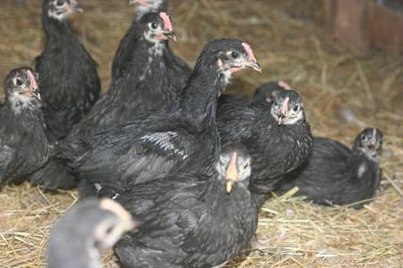 Australorp 48 Days Chikes