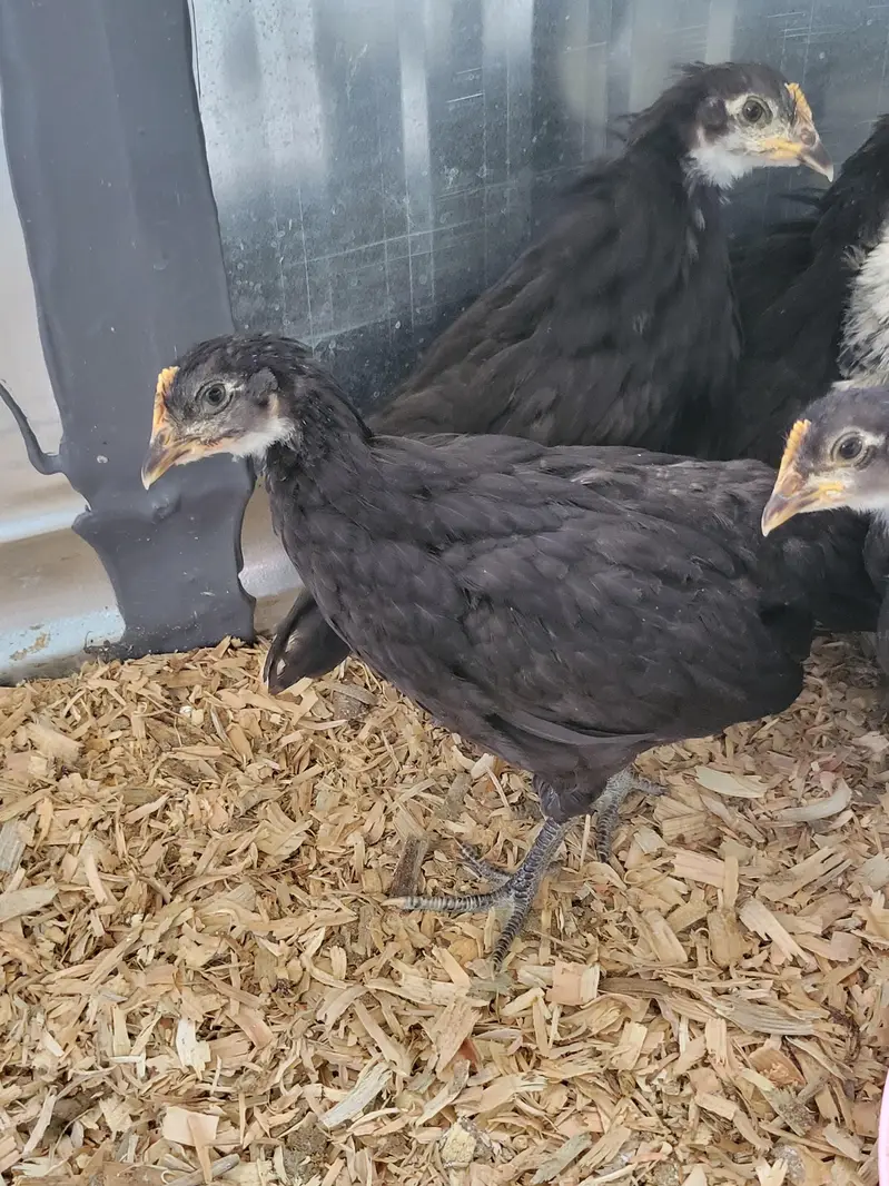 Australorp 48 Days Chikes — photo 2