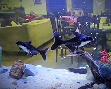 jumbo size home grown shark pair