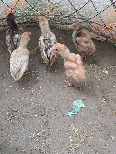 Aseel chicks for sale read add exchange possible