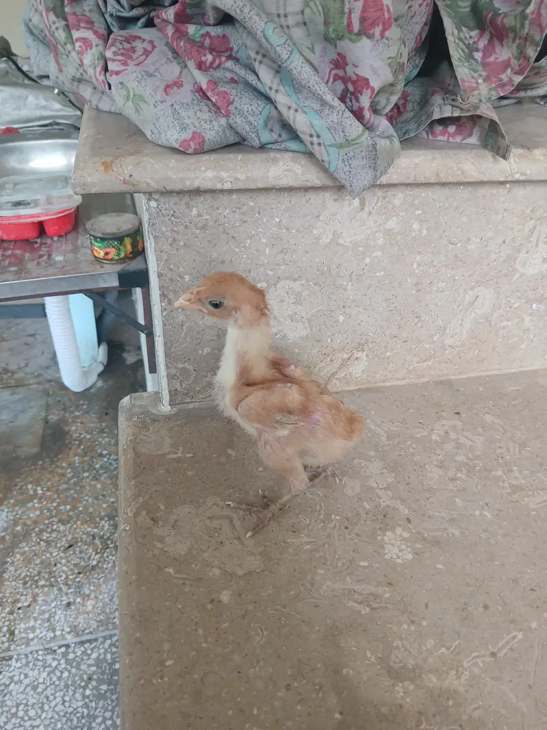 Aseel chicks for sale read add exchange possible — photo 2